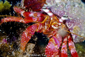 Red and purple... :) by Ahmet Yay 
